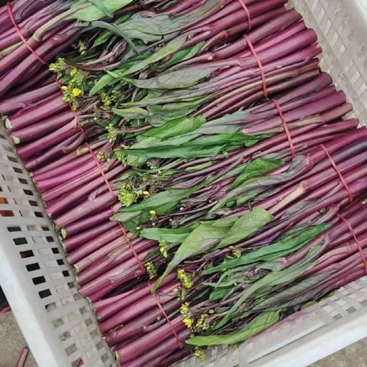 红油菜